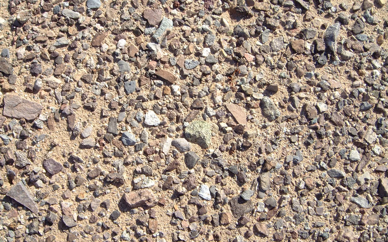 Desert pavement landscape with scattered rocks and sparse vegetation in the Mojave Desert